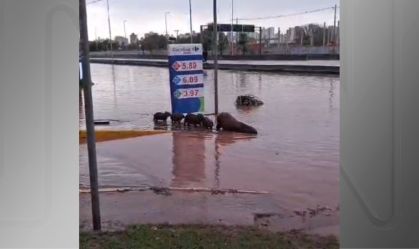 Capivaras em alagamento em SP