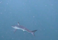 Tubarão raro é filmado em praia do RJ, diz pesquisador