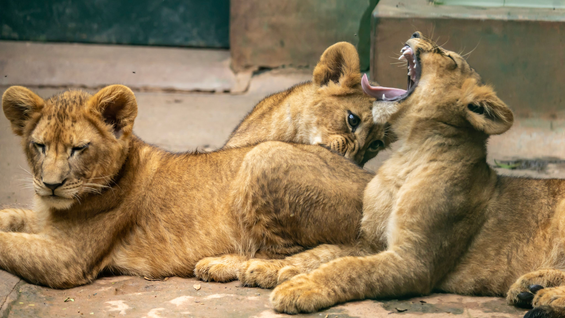 Leões Zoo SP