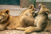 Quatro filhotes de leão chegam à área de visitação do Zoológico de SP
