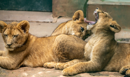 Leões Zoo SP