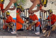 Vídeo: cachorro preso em grade é resgatado em Goiás