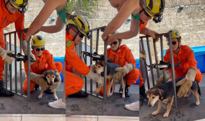 Vídeo: cachorro preso em grade é resgatado em Goiás