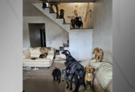 Justiça afasta servidor da Zoonose do DF que agrediu cão resgatado