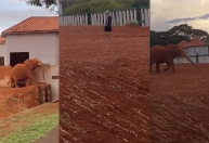 Vídeo: homem invade recinto do elefante no Zoo de Brasília