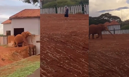 Homem é indiciado por maus-tratos após invadir recinto de elefante no DF