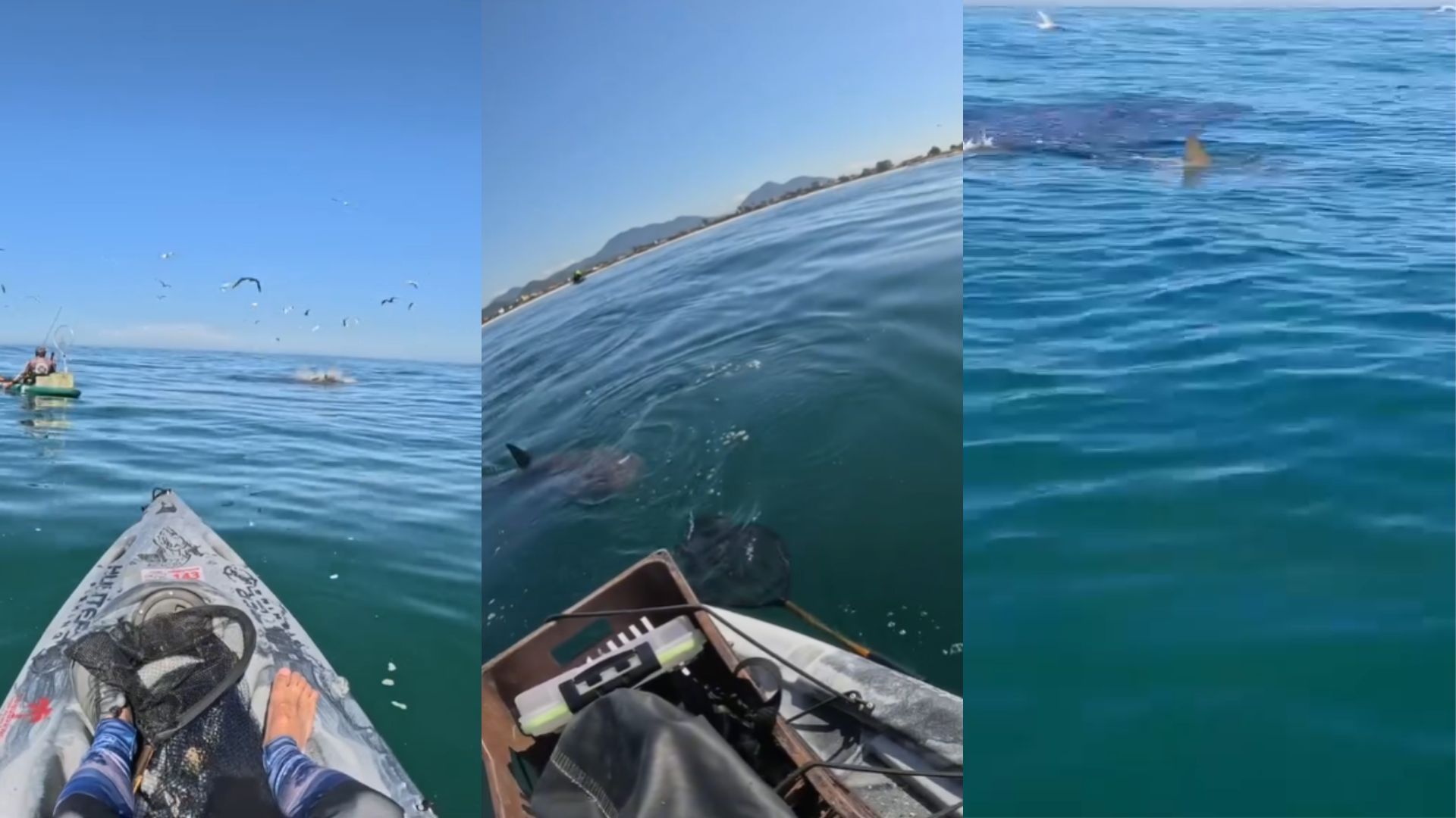 PESCADORES TUBARÕES