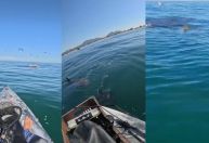 Vídeo: Pescador é cercado por tubarões em praia de Saquarema, no RJ