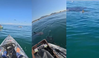 Vídeo: Pescador é cercado por tubarões em praia de Saquarema, no RJ