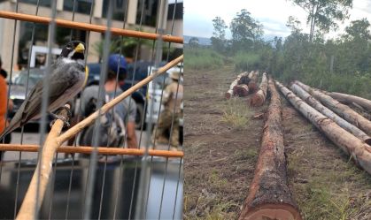 PM apreende 21 aves em cativeiro e flagra desmatamento ilegal no DF