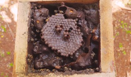 Meliponicultura: abelhas sem ferrão ajudam na proteção da Amazônia