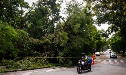 TEMPORAL CAUSA QUEDA DE ÁRVORES NA USP