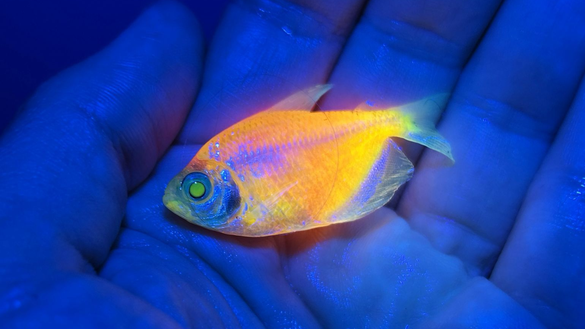 Peixes geneticamente modificados