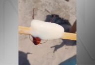 Banhista encontra barata em picolé no RJ; fábrica é interditada