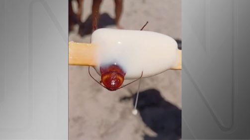 Consumidor encontrou barata em picolé no Rio de Janeiro