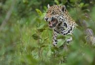 Ataque de onça: saiba o que você deve fazer caso encontre animal