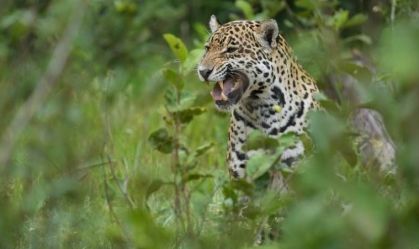 Ataque de onça: saiba o que você deve fazer caso encontre animal