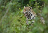 Parasita que pode infectar humanos é detectado em onças do Pantanal