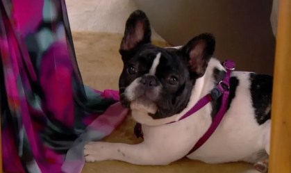 Pitaya cachorrinha Ana Maria Braga