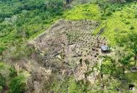 Operação destrói 100 mil pés de maconha no interior do Pará