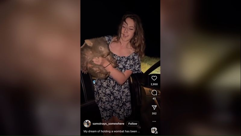 Vídeo mostra turista americana segurando filhote de vombate na Austrália.