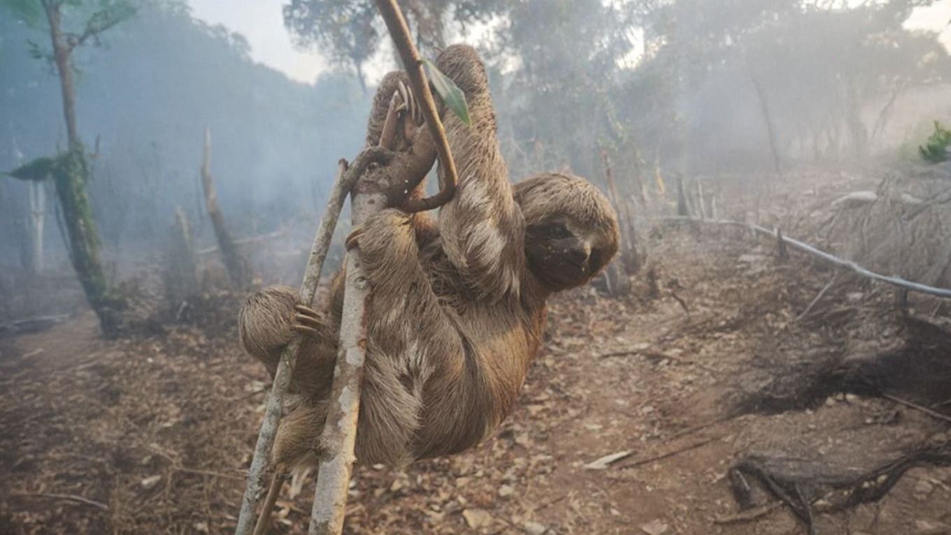 Bicho-preguiça em meio ao desmatamento da floresta, em Parintins (AM)