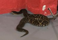 Menina de 7 anos é picada por cobra no quintal de casa em Blumenau (SC) 