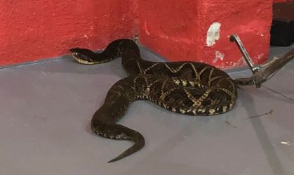 Menina de 7 anos é picada por cobra no quintal de casa em Blumenau (SC) 