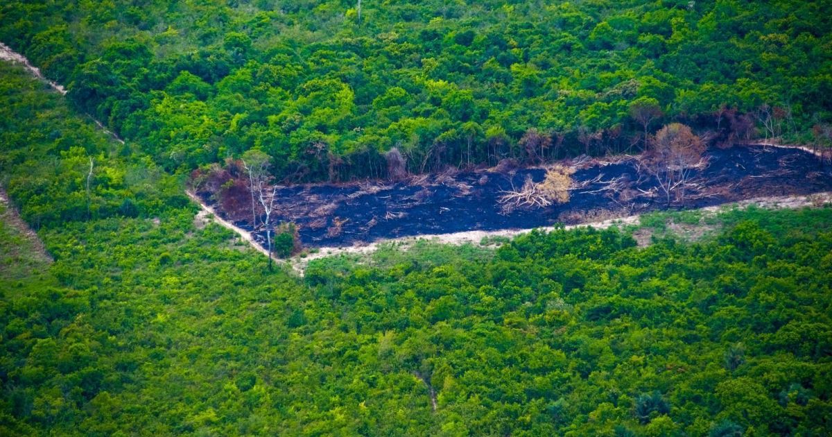 Amazon deforestation falls to lowest level since 1988
