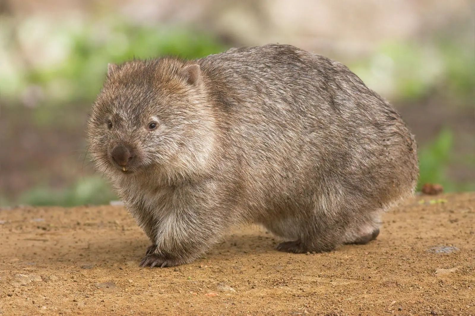 VOMBATUS URSINUS