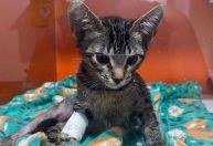 Homem é indiciado por adotar e praticar "experimentos" em gatos no DF