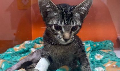 O suspeito realizava experimentos com os animais adotados