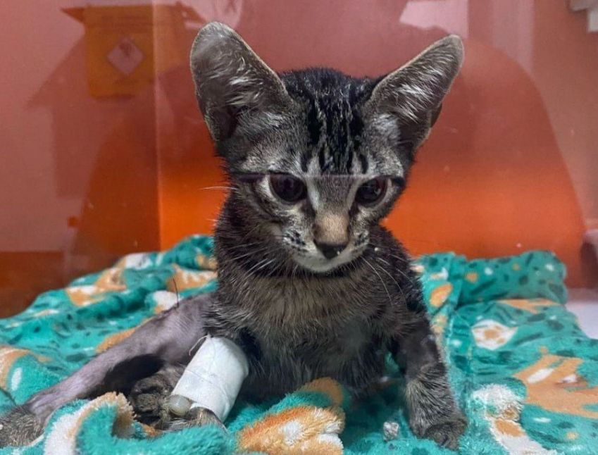 O suspeito realizava experimentos com os animais adotados • Divulgação