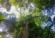 Pequenos negócios que impulsionam a sustentabilidade na região amazônica