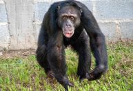 Chimpanzé resgatado do narcotráfico na Colômbia chega a santuário no Brasil