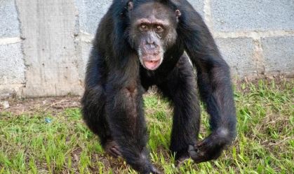 Chimpanzé resgatado do narcotráfico na Colômbia chega a santuário no Brasil