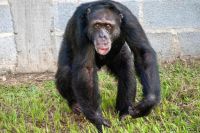 Chimpanzé resgatado do narcotráfico na Colômbia chega a santuário no Brasil