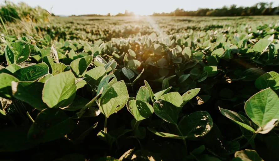 Imagem de destaque do post: Inadimplência e exigências ambientais reduzem 16% do crédito rural