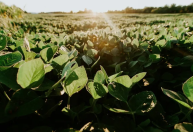 Veja lista de produtos do agro beneficiados por redução de tarifaço