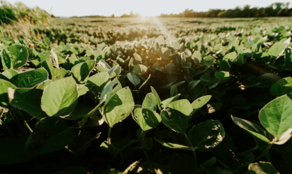 33% das empresas do agro tiveram aumento de receita atribuído ao uso de IA