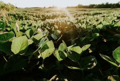 Veja lista de produtos do agro beneficiados por redução de tarifaço