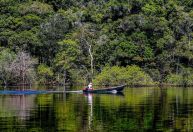 Desmatamento ameaça capacidade da Amazônia de capturar carbono, diz estudo