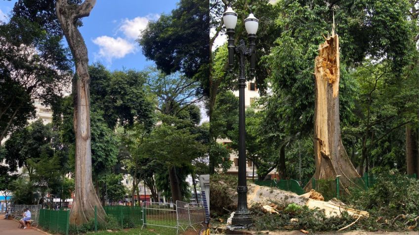 Árvore de mais de 200 anos cai com chuva em SP • Foto 1: Ivan Martin / Foto 2: Raul Luciano /Ato Press/Estadão Conteúdo