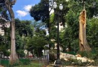 Veja antes e depois de árvore de 200 anos que caiu com forte chuva em SP