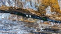 Como cabras sobreviveram mais de 200 anos em ilha sem água doce na Bahia