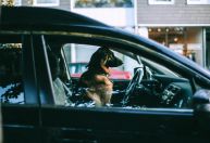 Carros sofrem com os pets, saiba como evitar estragos