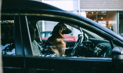 Carros sofrem com os pets, saiba como evitar estragos