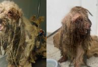 Ex-tutores de cão resgatado com 3 kg de pelo pagarão R$ 20 mil a entidades