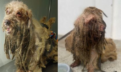 Ex-tutores de cão resgatado com 3 kg de pelo pagarão R$ 20 mil a entidades