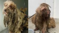 Ex-tutores de cão resgatado com 3 kg de pelo pagarão R$ 20 mil a entidades